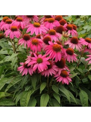 Coneflower, Echinacea purpurea 'PowWowÂ® Wild Berry' 1G