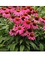 Coneflower, Echinacea purpurea 'PowWow® Wild Berry' 1G
