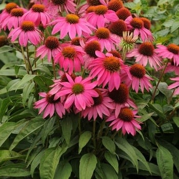 Coneflower, Echinacea purpurea 'PowWow® Wild Berry' 1G