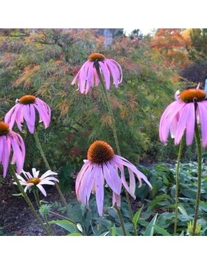 Coneflower, Echinacea purpurea 1G NATIVE - Not For Sale