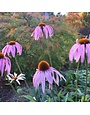 Coneflower, Echinacea purpurea 1G NATIVE