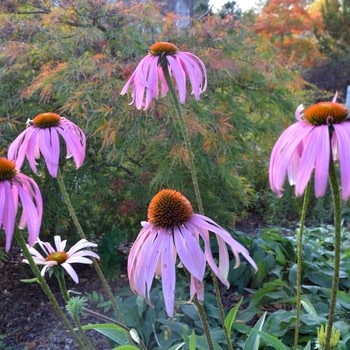 Coneflower, Echinacea purpurea 1G NATIVE