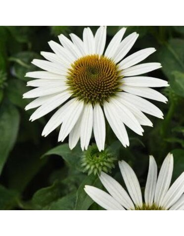 Coneflower, Echinacea Sombrero Poco™ White 1Q