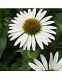 Coneflower, Echinacea Sombrero Poco™ White 1Q