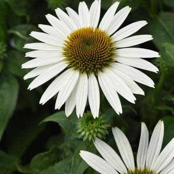 Coneflower, Echinacea Sombrero Poco™ White 1Q