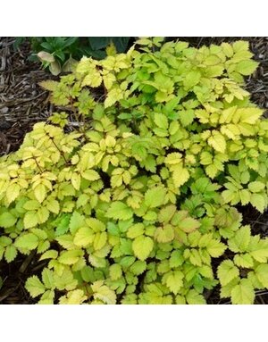 Astilbe, Astilbe chinensis 'Amber Moon' 4Q