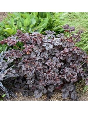 Astilbe, Astilbe x 'Dark Side of the Moon' 4Q