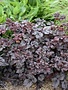 Astilbe, Astilbe x 'Dark Side of the Moon' 4Q