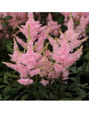 Astilbe, Astilbe x arendsii 'Verssalmon' Younique™ Salmon 1G