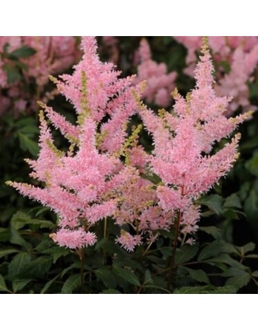 Astilbe, Astilbe x arendsii 'Verssalmon' Younique™ Salmon 1G