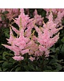 Astilbe, Astilbe x arendsii 'Verssalmon' Younique™ Salmon 1G