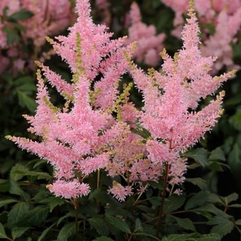 Astilbe, Astilbe x arendsii 'Verssalmon' Younique™ Salmon 1G