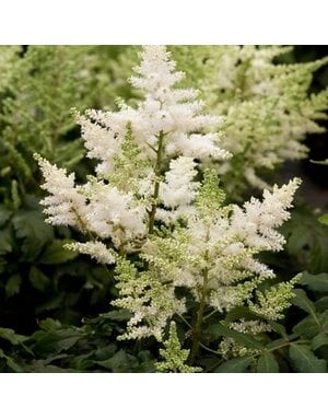 Astilbe, Astilbe x chinensis 'Visions in White' 1G