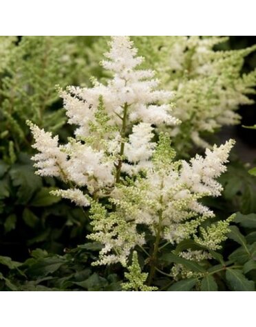 Astilbe, Astilbe x chinensis 'Visions in White' 1G