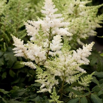 Astilbe, Astilbe x chinensis 'Visions in White' 1G