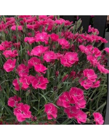 Pinks, Dianthus x Vivid™ 'Bright Light' 4Q