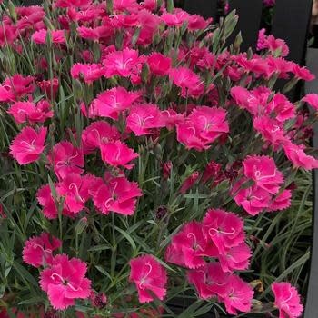 Pinks, Dianthus x Vivid™ 'Bright Light' 4Q