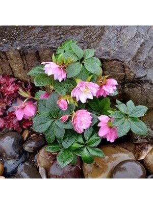 Lenten Rose, Helleborus x hybridus 'North Star Pink' 1G