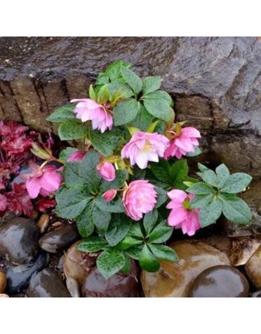 Lenten Rose, Helleborus x hybridus 'North Star Pink' 1G