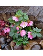 Lenten Rose, Helleborus x hybridus 'North Star Pink' 1G