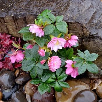 Lenten Rose, Helleborus x hybridus 'North Star Pink' 1G