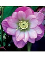 Lenten Rose, Helleborus x hybridus 'North Star Pink' 1G