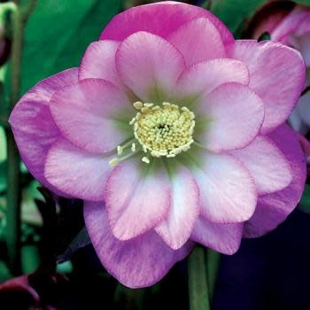 Lenten Rose, Helleborus x hybridus 'North Star Pink' 1G
