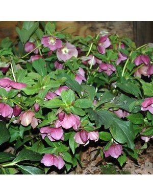 Lenten Rose, Helleborus x hybridus 'Royal Heritage' 1Q
