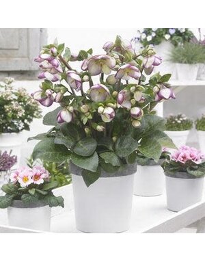 Lenten Rose, Helleborus x iburgensis 'Glenda's Gloss' 4Q