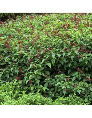 Sage, Salvia greggii 'Furman's Red' (Autumn) 1Q