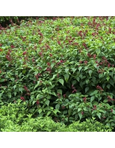 Sage, Salvia greggii 'Furman's Red' (Autumn) 1Q