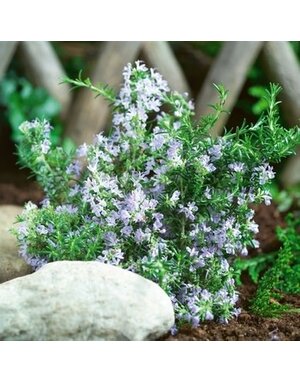 Rosemary,  Salvia rosmarinus 'Tuscan Blue' 4"