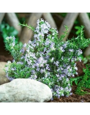 Rosemary,  Salvia rosmarinus 'Tuscan Blue' 4"