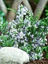 Rosemary,  Salvia rosmarinus 'Tuscan Blue' 4"