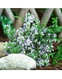 Rosemary,  Salvia rosmarinus 'Tuscan Blue' 4"