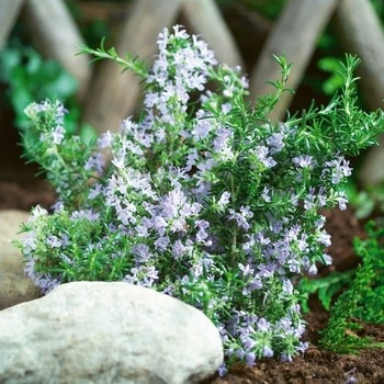 Rosemary,  Salvia rosmarinus 'Tuscan Blue' 4"