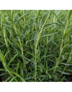 Rosemary, Salvia rosmarinus 'Barbeque' 4"