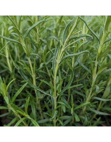 Rosemary, Salvia rosmarinus 'Barbeque' 4"