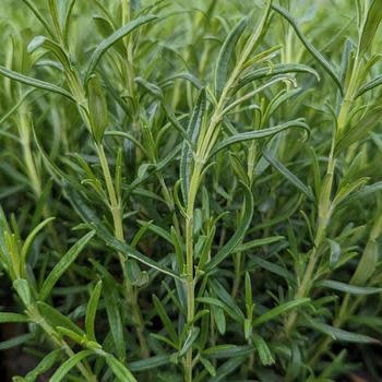 Rosemary, Salvia rosmarinus 'Barbeque' 4"