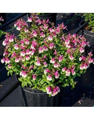 Sage, Salvia greggii 'Mirage Rose Bicolor' (Autumn) 1Q