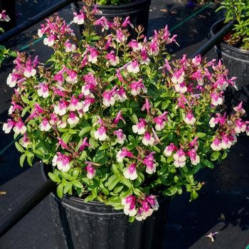 Sage, Salvia greggii 'Mirage Rose Bicolor' (Autumn) 1Q