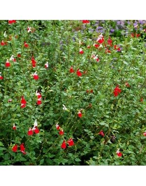 Sage, Salvia microphylla 'Hot Lips' (Baby) 1Q