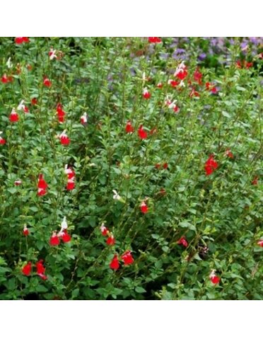 Sage, Salvia microphylla 'Hot Lips' (Baby) 1Q