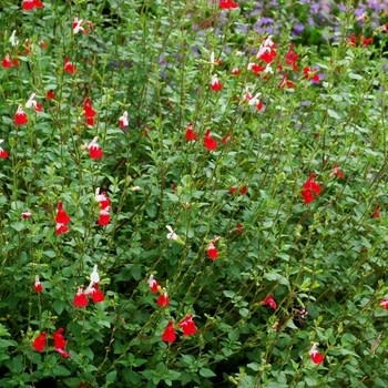 Sage, Salvia microphylla 'Hot Lips' (Baby) 1Q