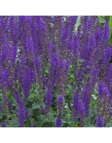 Sage, Salvia nemorosa 'Mainacht' 'May Night' (Meadow) 1G