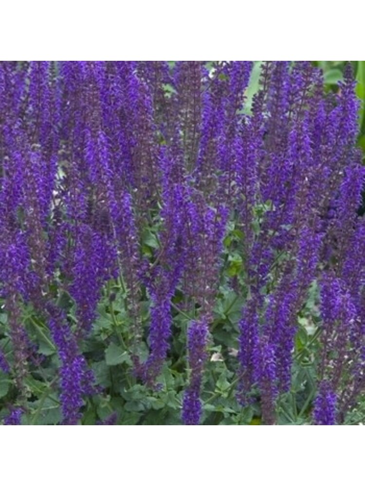 Sage, Salvia nemorosa 'Mainacht' 'May Night' (Meadow) 1G