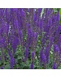 Sage, Salvia nemorosa 'Mainacht' 'May Night' (Meadow) 1G