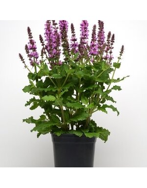 Sage, Salvia nemorosa 'Rose Marvel' (Meadow) 1G