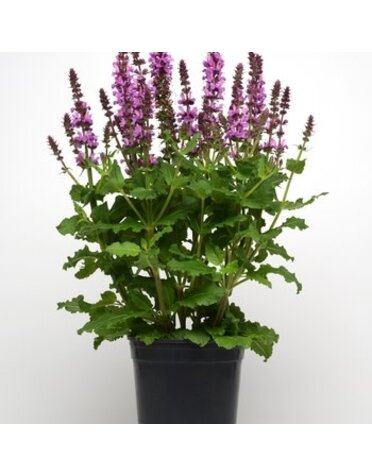 Sage, Salvia nemorosa 'Rose Marvel' (Meadow) 1G