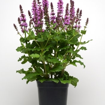 Sage, Salvia nemorosa 'Rose Marvel' (Meadow) 1Q